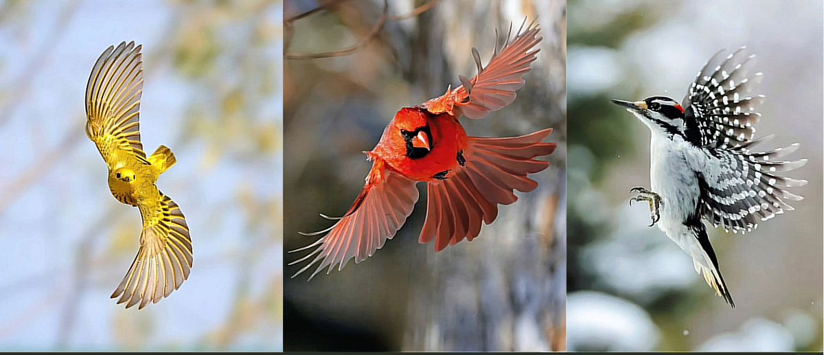 Фотограф Глен Нойер