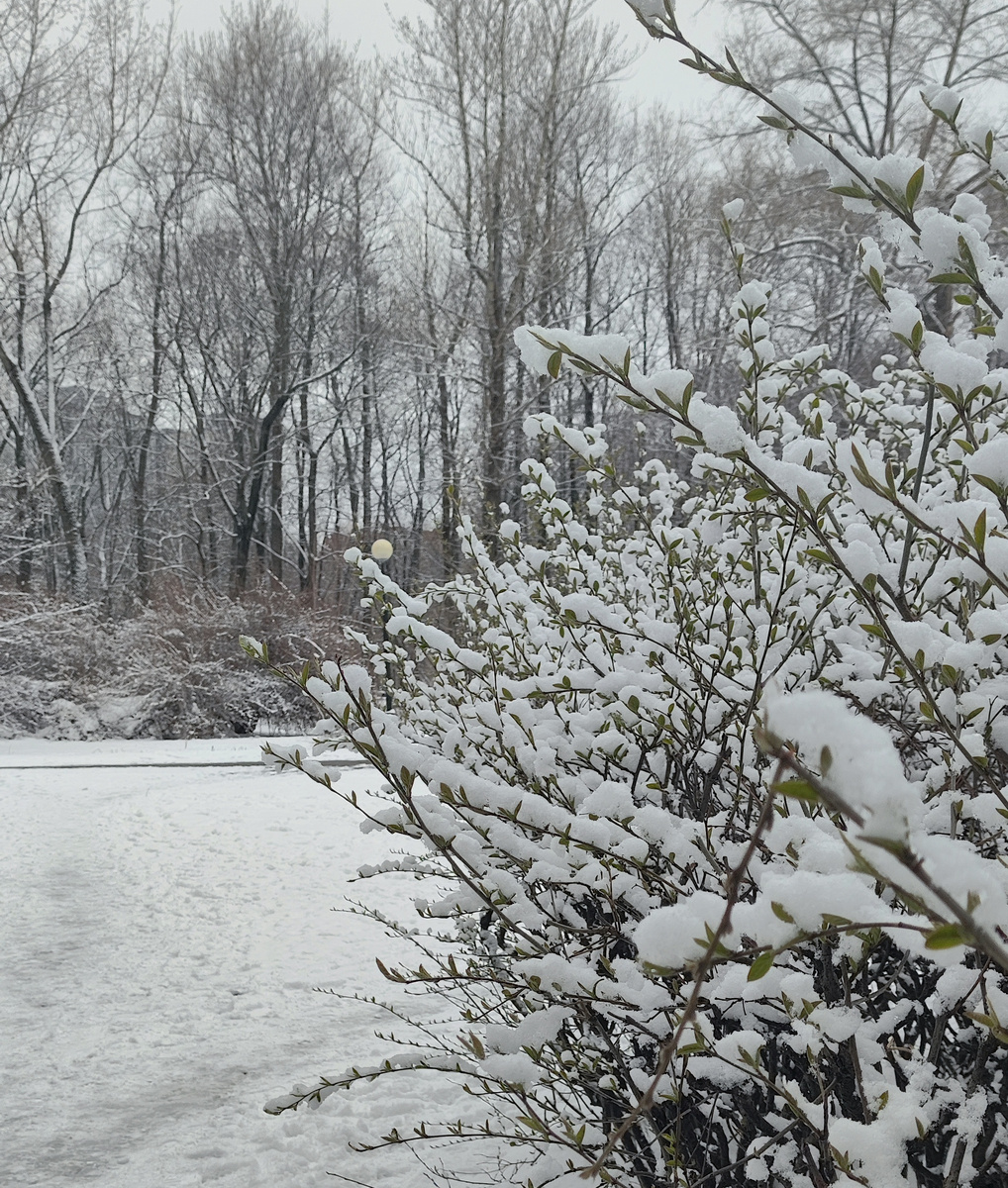 Пробиваются зеленые листочки под снегом