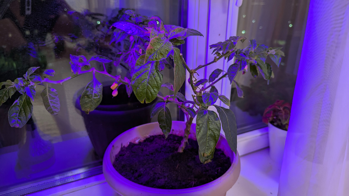 Фото сделано вечером 