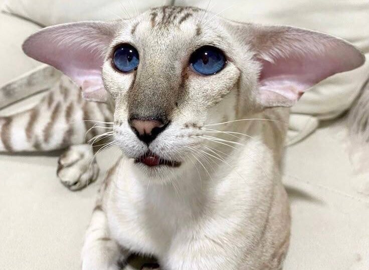 Две категории питомников: те, у кого есть сайт, и те, кто только мечтает о нем