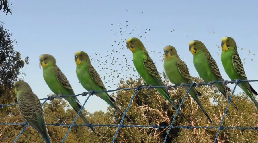 Огромная армия пернатых выполняет определенные функции.