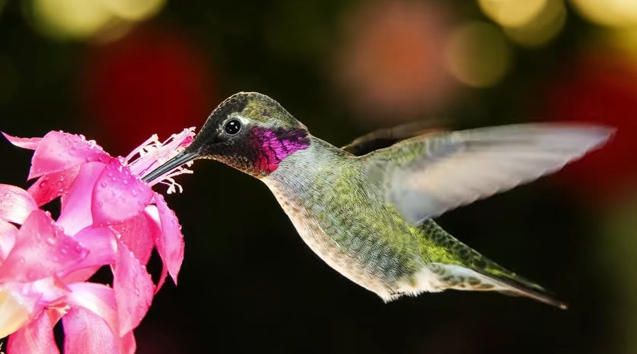 Колибри занимается опылением некоторых растений.