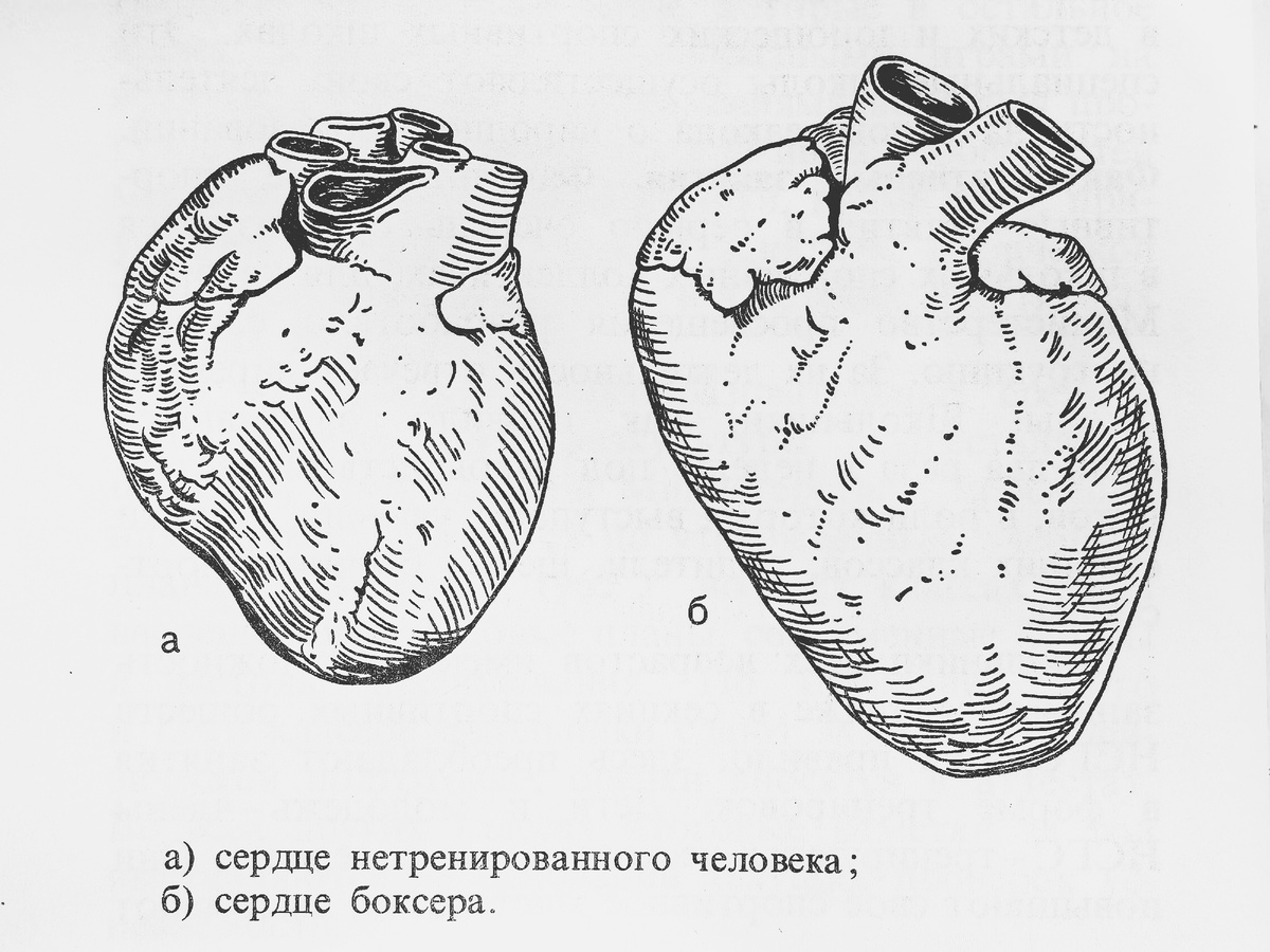 Береги своё сердце: оно чувствует всего тебя в спорте, в эмоциях и всей жизни