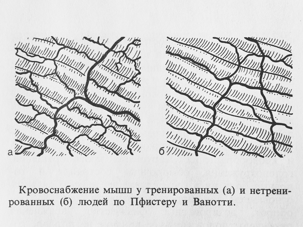 Как важно иметь дисциплину тренировок: ходьба, бег, велосипед или что-то по своему вкусу и силам