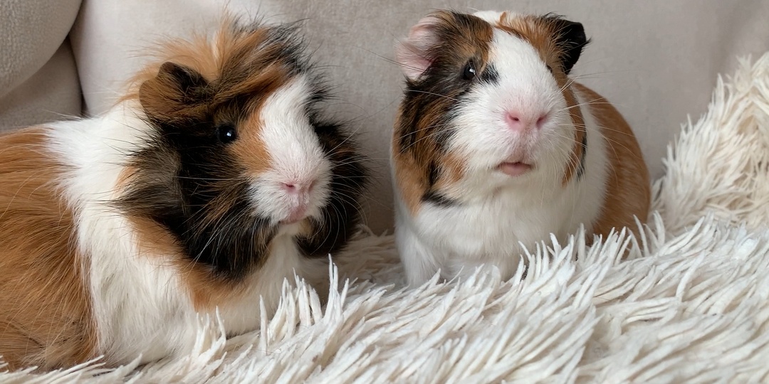 Морская свинка: когда «бюджетный» питомец смеется над твоим кошельком