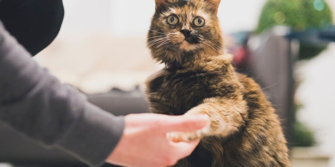 Ваша кошка ведёт себя как собака? Что скрывается за этим «аномальным» поведением