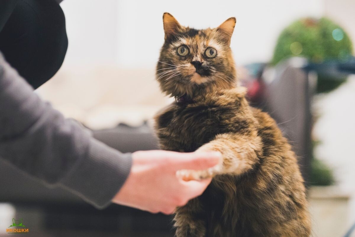 Почему кошка ведёт себя, как собака