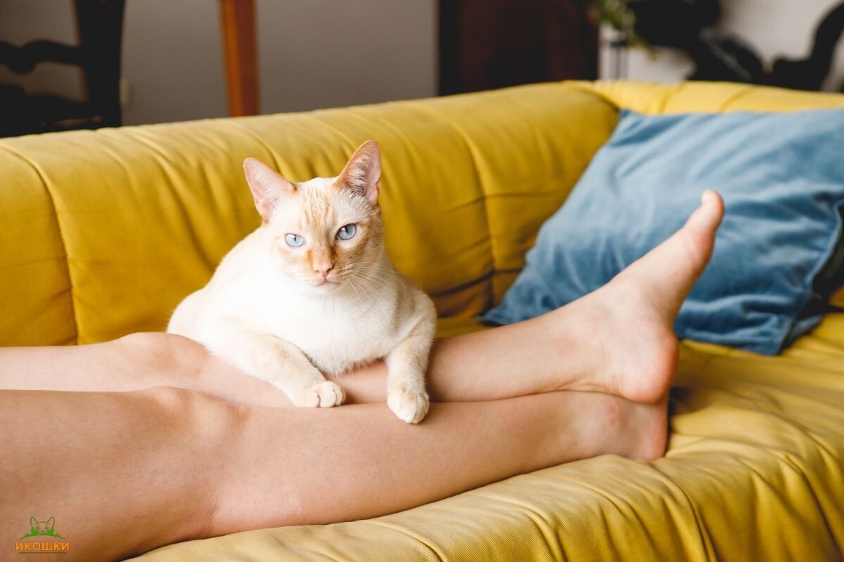Кот лежит на ногах своего хозяина