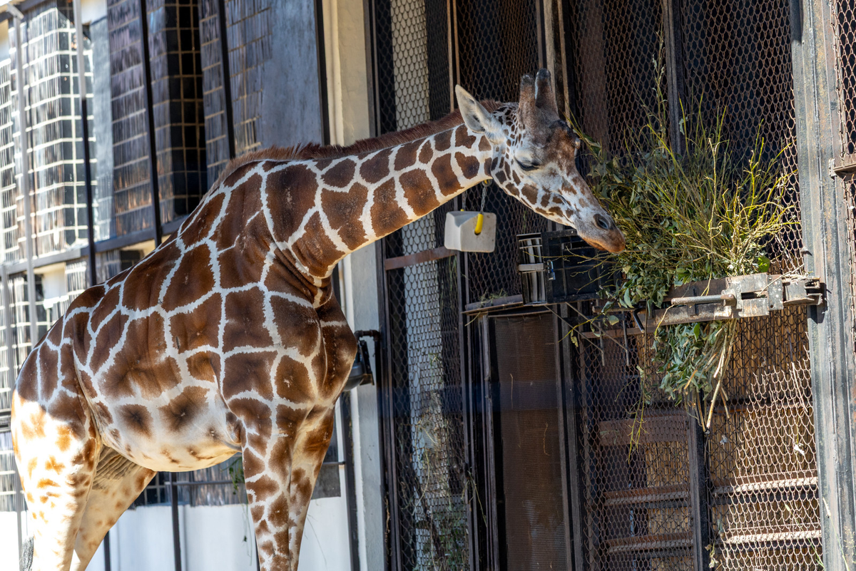 Фото: Олег Золото

