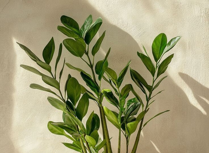 5 растений, которые заменят кондиционер