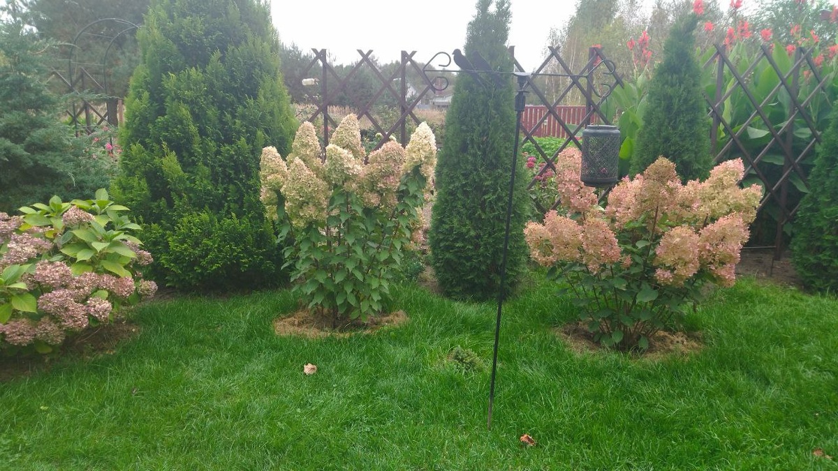 Гортензии. Фото автора