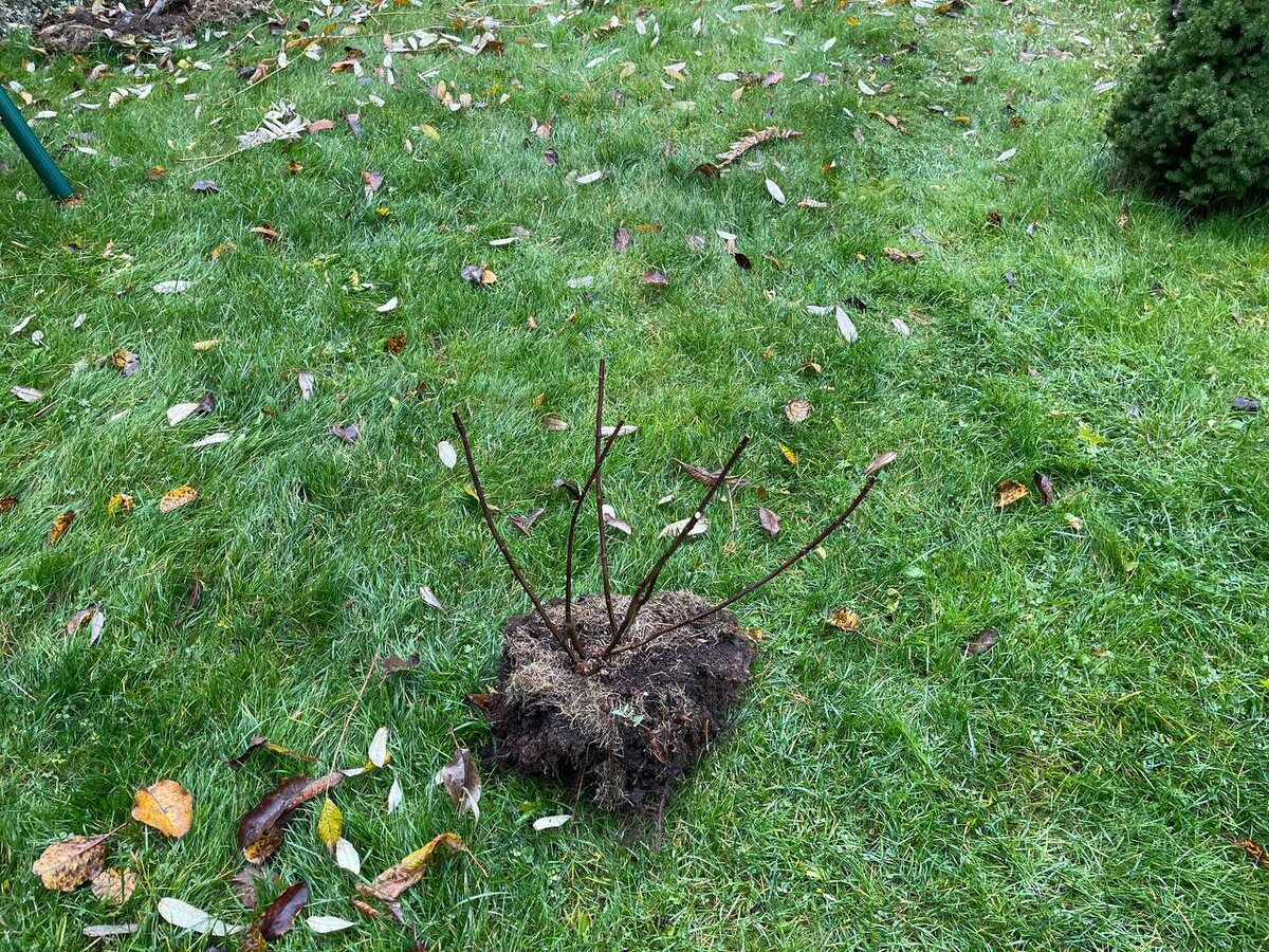 Выкорчевываю кусты. Фото автора 