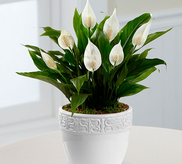 Что больше всего любит спатифиллум. Если соблюдать эти 3 условия, то растение будет цвести круглый год.