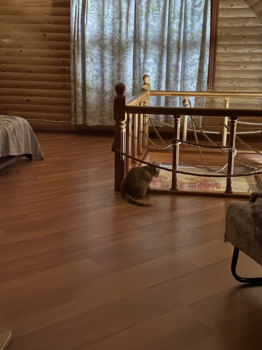 Василиса выслеживает носок 😂