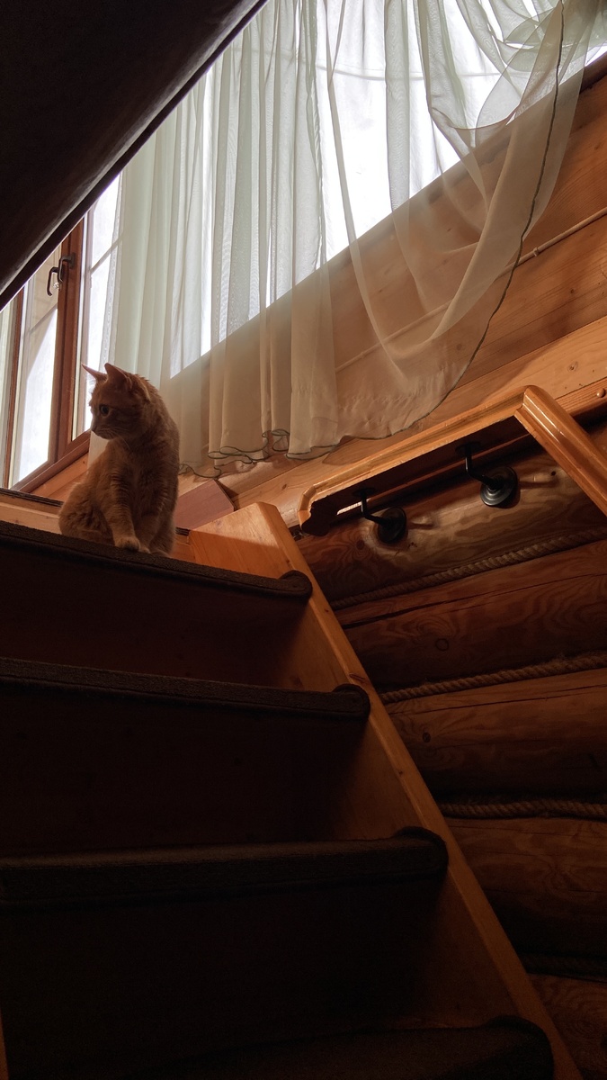 Наша Василиса охотиться в доме 😉