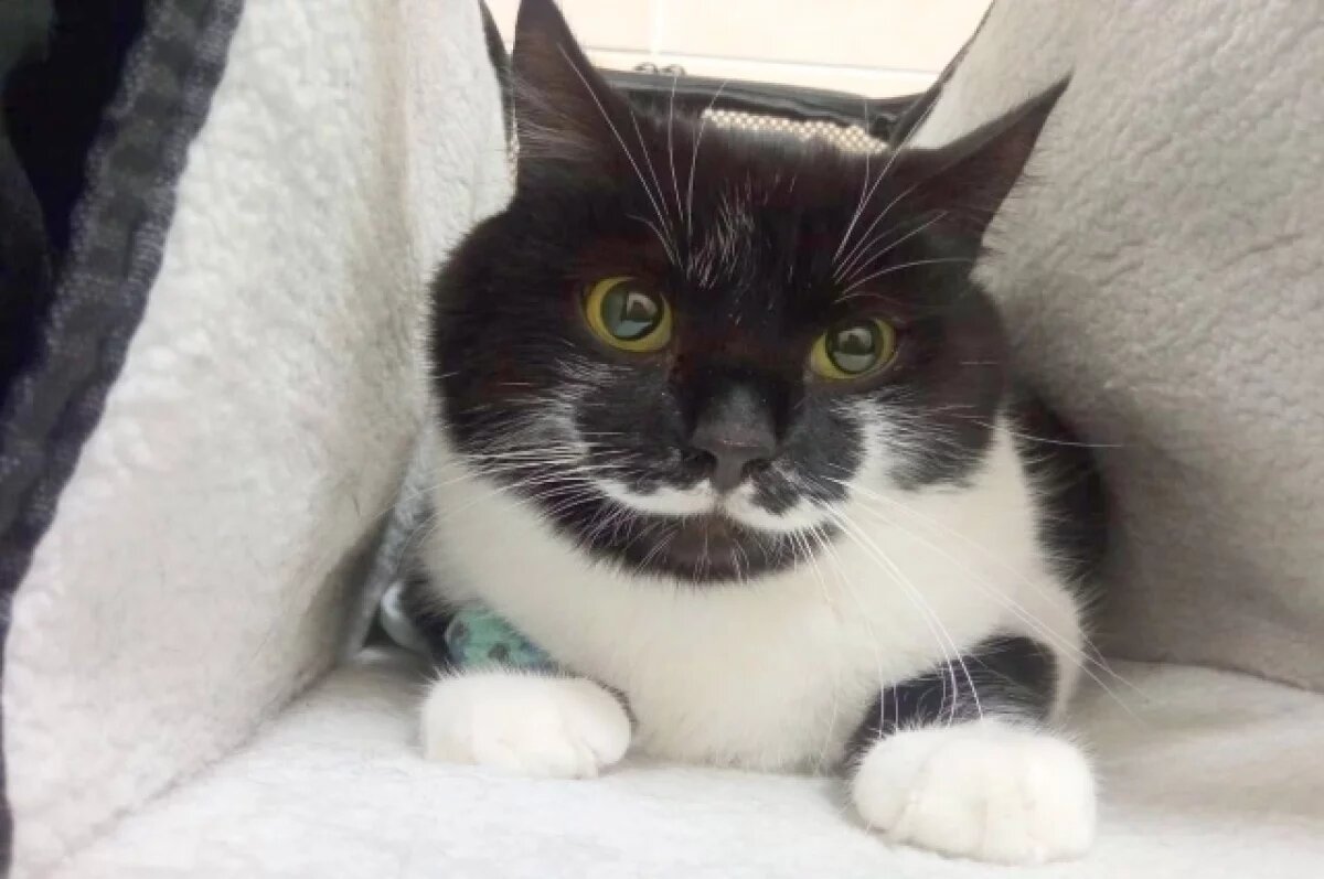    В зоне СВО спасли кота по кличке Хвост с «гусарскими усами»