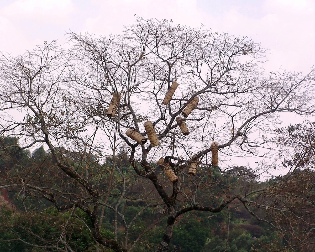 Колодное пчеловодство в Эфиопии
