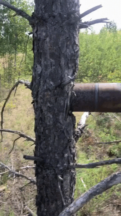 Русские деревья останавливают наступление ВСУ. Кадры с фронта