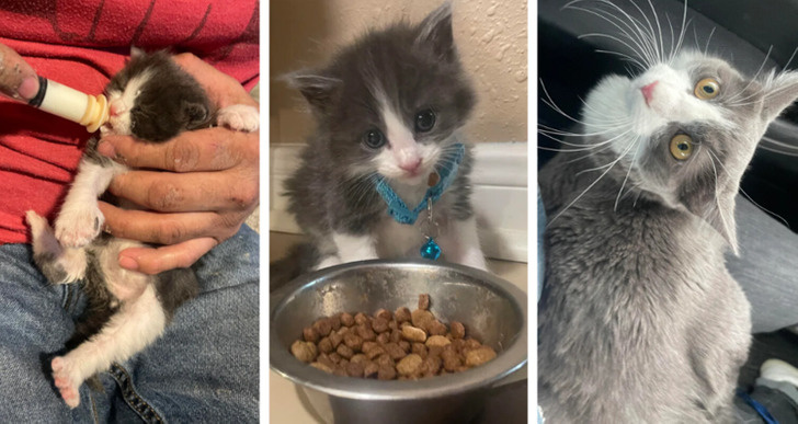15 фото спасённых зверят, чьи глаза теперь сияют благодарностью