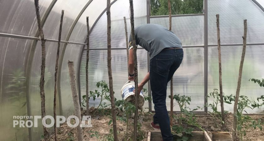    Как защитить сад от зайцев зимой: проверенные способы и советы агронома