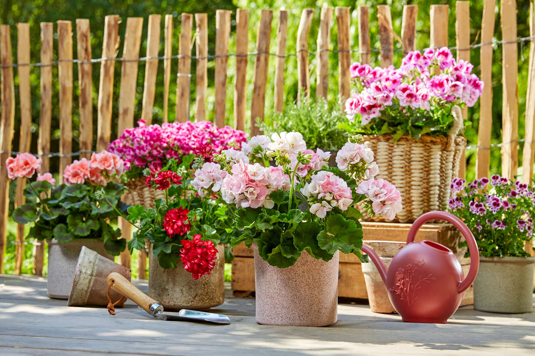 Источник фото: https://growtool.ru/blog/komnatnye-rasteniya/chto-ne-lyubit-pelargoniya/