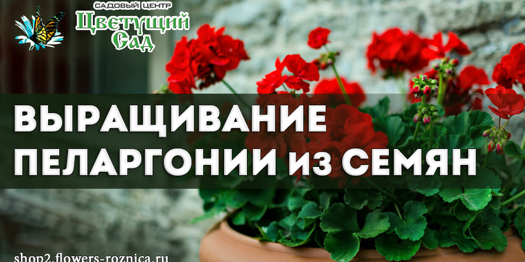 Выращивание пеларгонии из семян: шаг за шагом к успеху