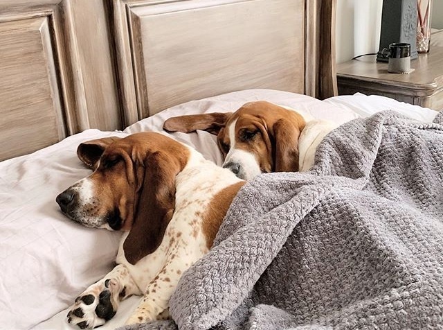 Бассет-хаунд