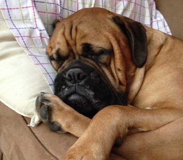 Английский мастиф