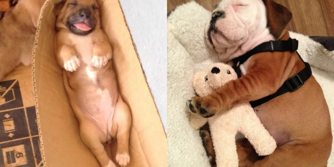 Какая порода собак спит больше всех: Топ 7 ленивцев