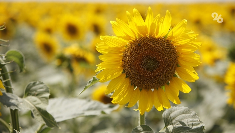      Фото: ИА «Победа26»