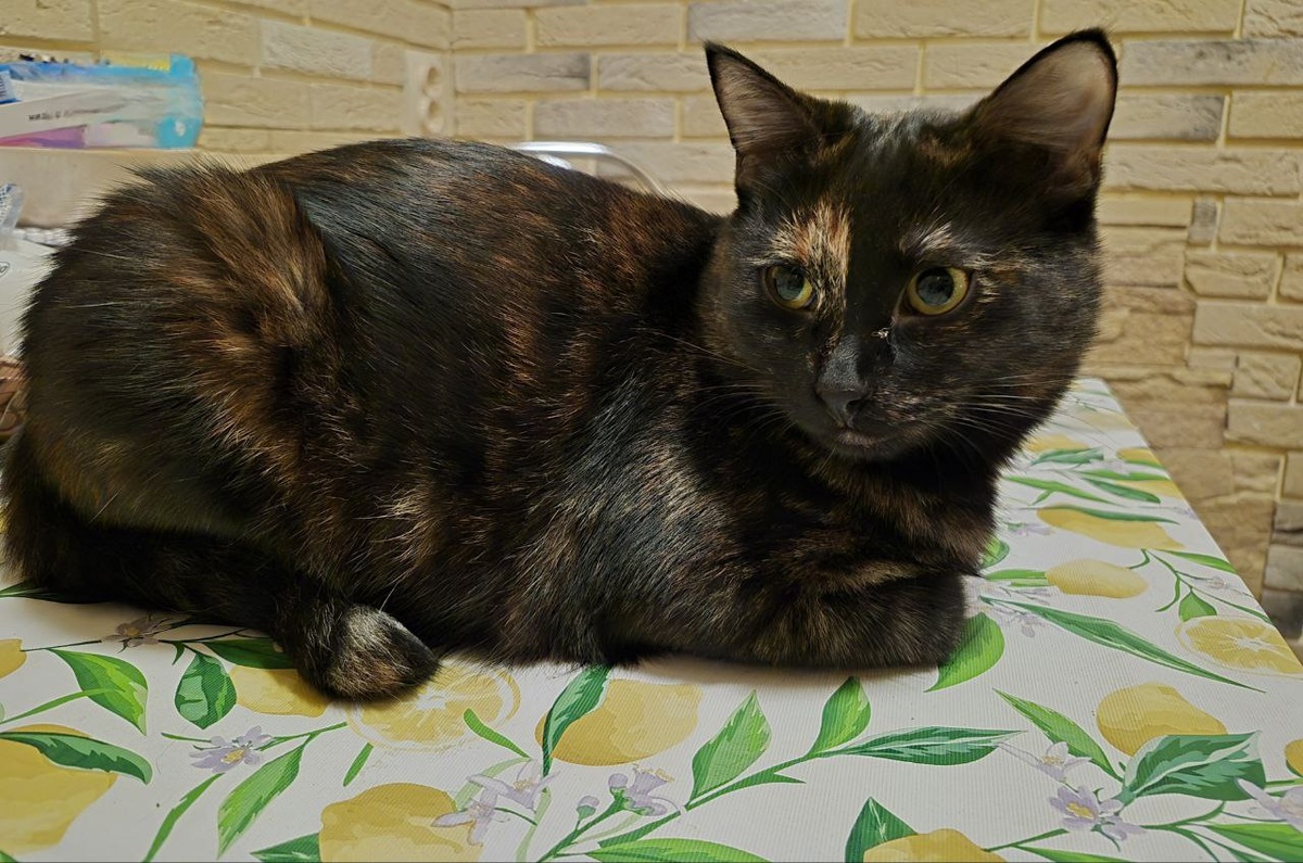 Никак нельзя без кошки или кота обуютиться