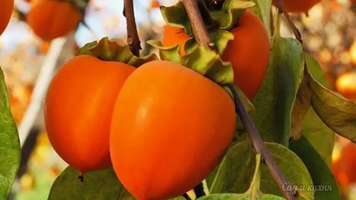 Плоды хурмы.