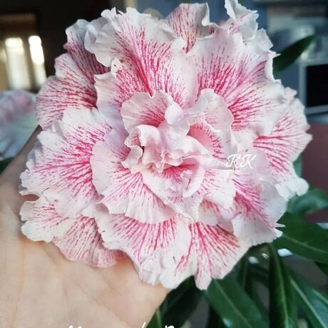 фото из свободных источников