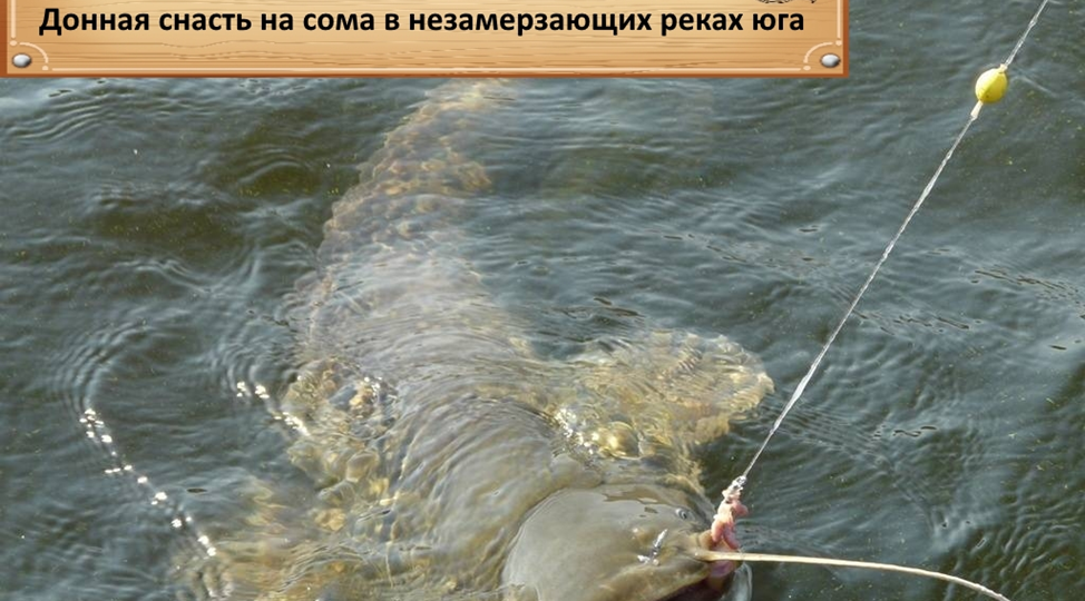 Донная снасть на сома в незамерзающих реках юга