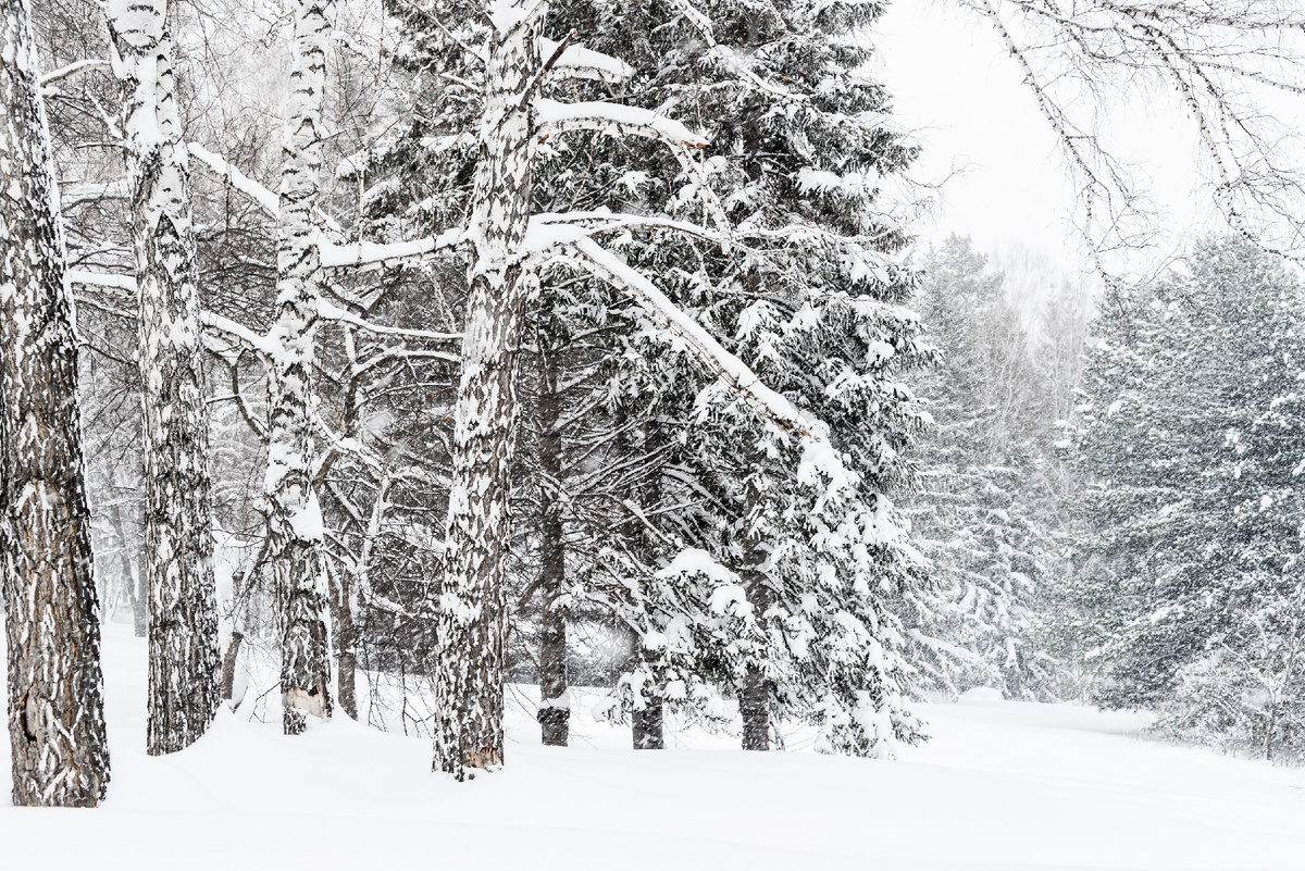 Зимний лесной пейзаж с деревьями, покрытыми снегом. Россия, Сибирь, Новосибирск. Источник фото: shutterstock.com
