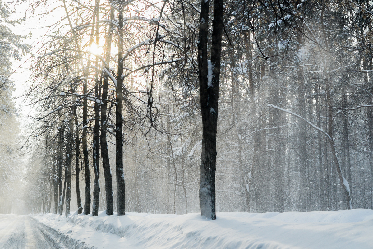 Зима в лесу. Россия, Сибирь, Новосибирск. Источник фото: shutterstock.com