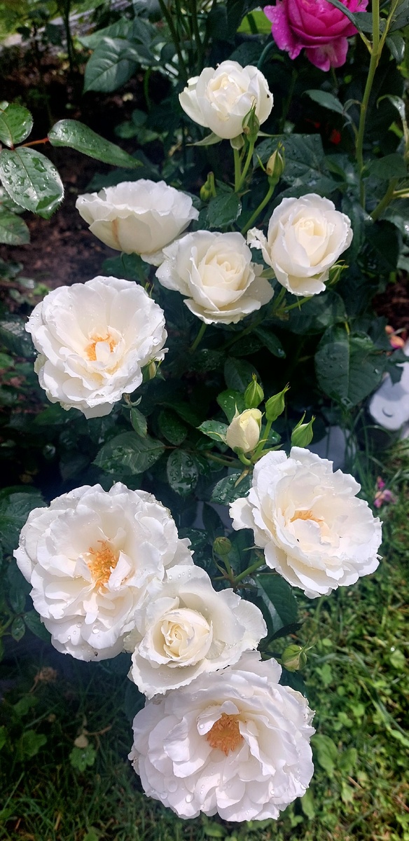 Принцесс оф Уэльс. Флорибунда