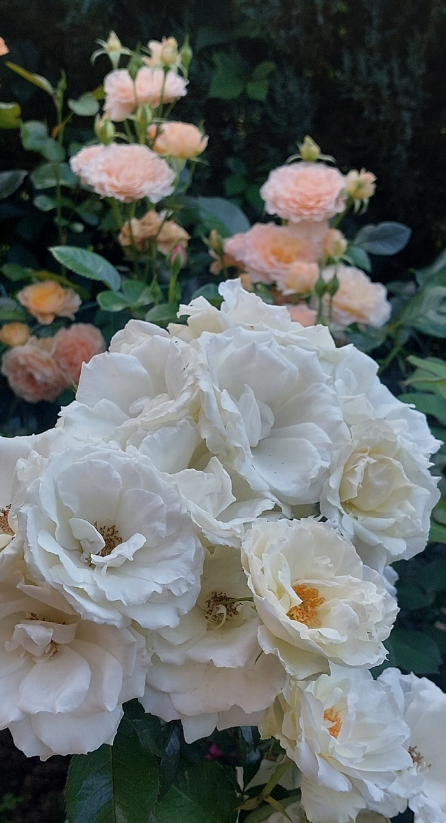 Принцесс оф Уэльс. Флорибунда