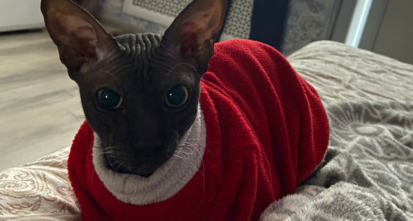    Можно ли спать на том же месте, где спит ваша кошка? Запомните это на всю жизнь