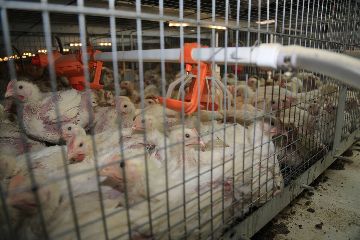 Птицеводческую ферму планируют разместить на участке недалеко от берега МешиФото: © «Татар-информ»