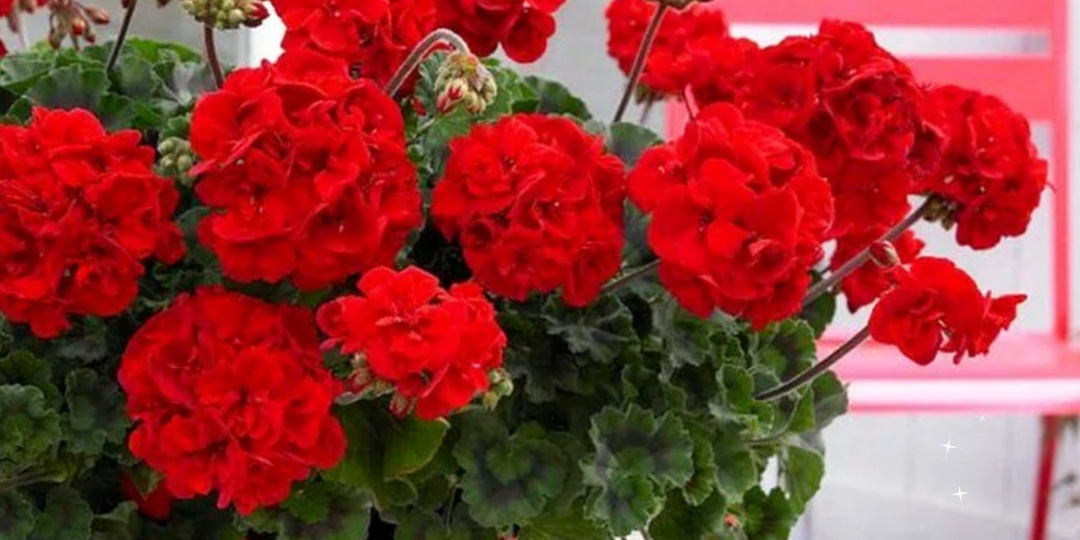 Всего три капли и вы не узнаете свою герань.🌺