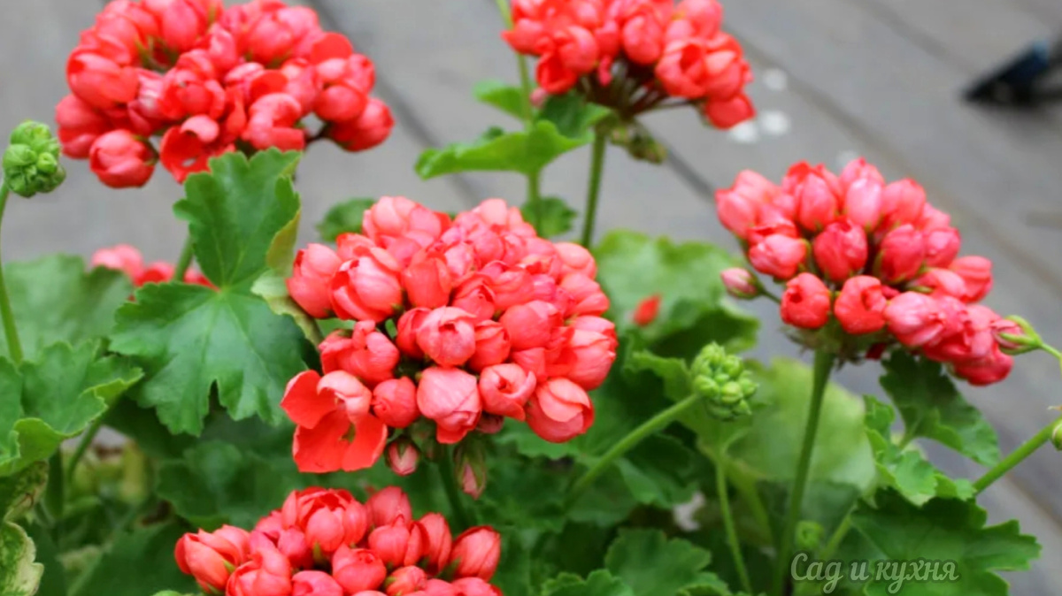 Герань пионовиидная.