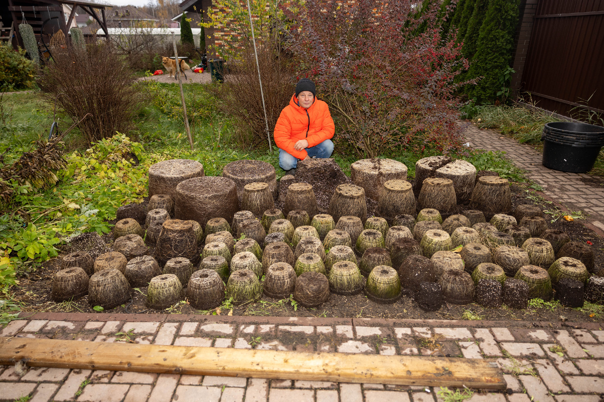 Сезон 2025, Корни петунии