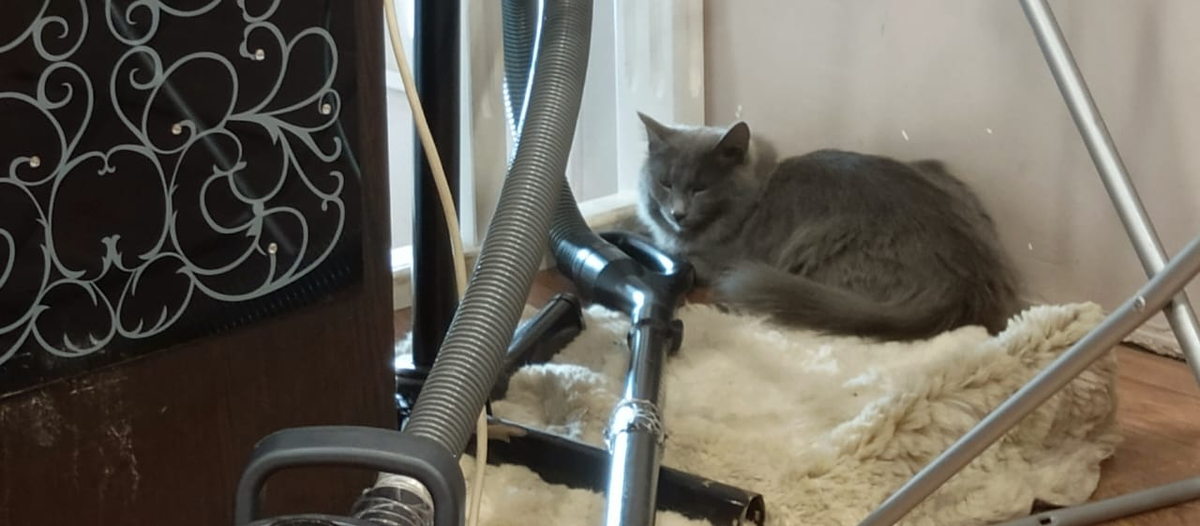 Шаня вся в уборке