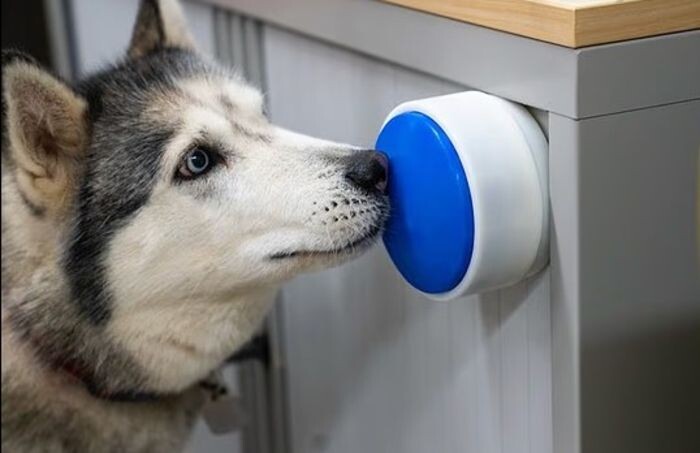 Иллюстрация: Dogosophy Button