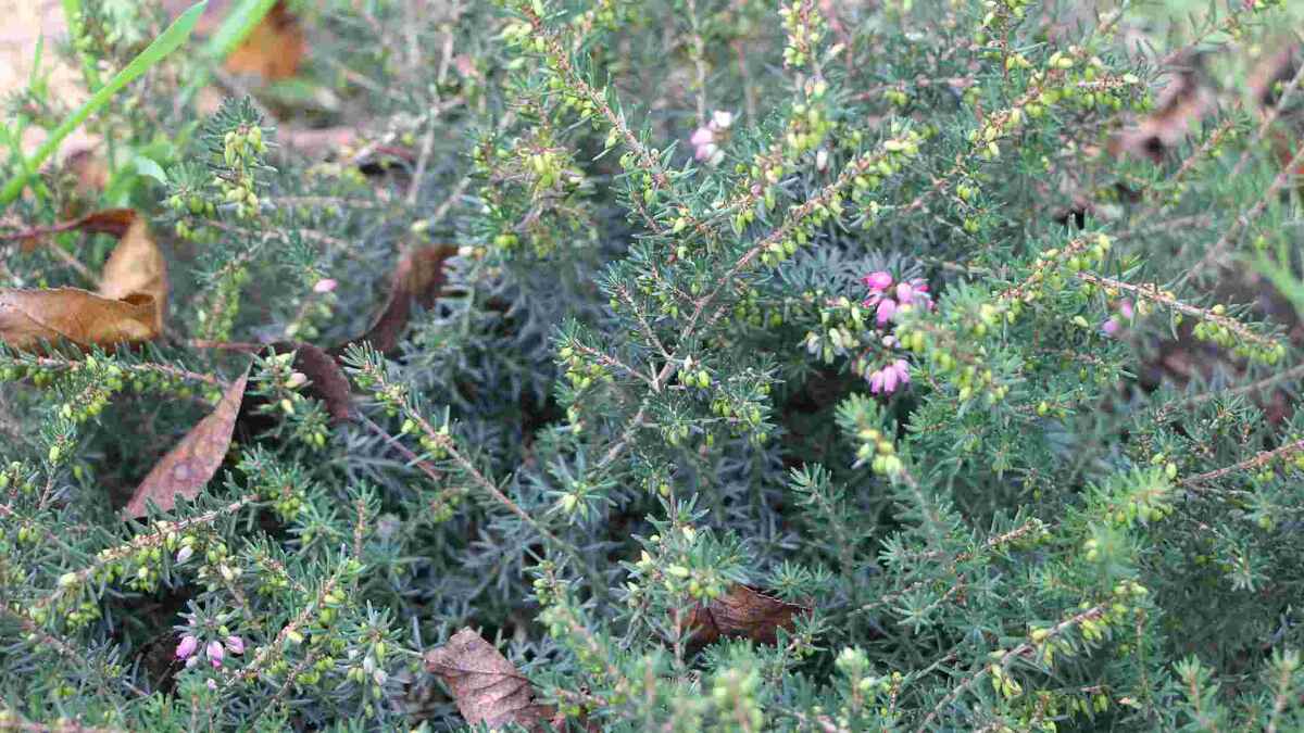 Цветение Эрики