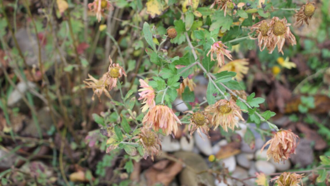 Отцветающая Хризантема