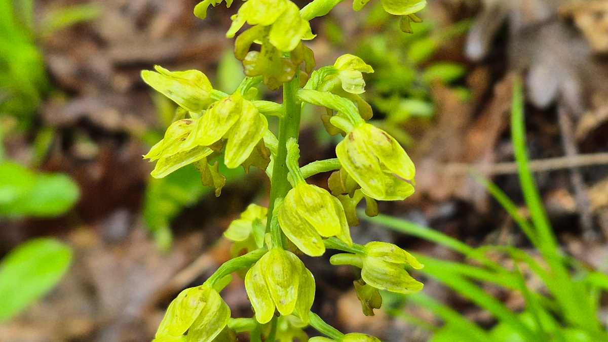 Ятрышник мелкоточечный.
