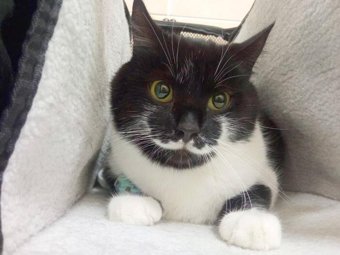 Обложка © Telegram / Моя Ветклиника 