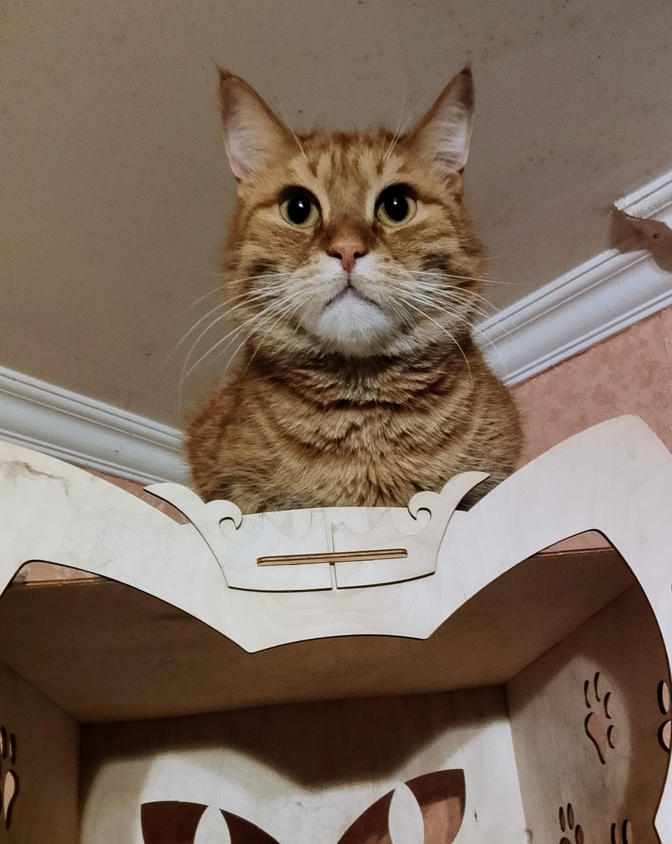 Рон. Царь, просто царь